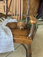 Cookie, a male Dachshund for sale in Fairland, OK – 2 of 4
