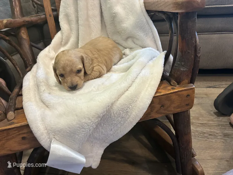 Dahlia – Miniature Dachshund puppy for sale in Fairland, OK