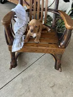 Biscuit , a male Dachshund for sale in Fairland, OK – 3 of 3