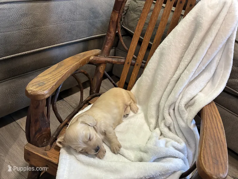 Rose 30 – Miniature Dachshund puppy for sale in Fairland, OK