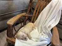 Rose 30, a female Miniature Dachshund for sale in Fairland, OK – 1 of 2