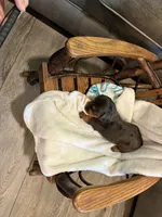 Diamond , a male Miniature Dachshund for sale in Fairland, OK – 2 of 2