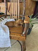 Cookie, a male Dachshund for sale in Fairland, OK – 3 of 4
