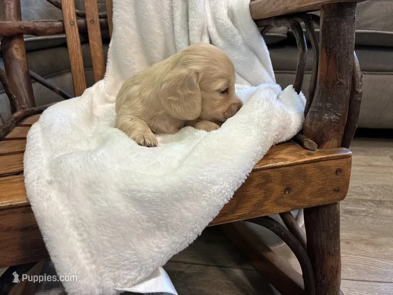 Petunia 29 – Miniature Dachshund puppy for sale in Fairland, OK