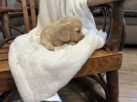 Petunia 29, a female Miniature Dachshund for sale in Fairland, OK – 1 of 1