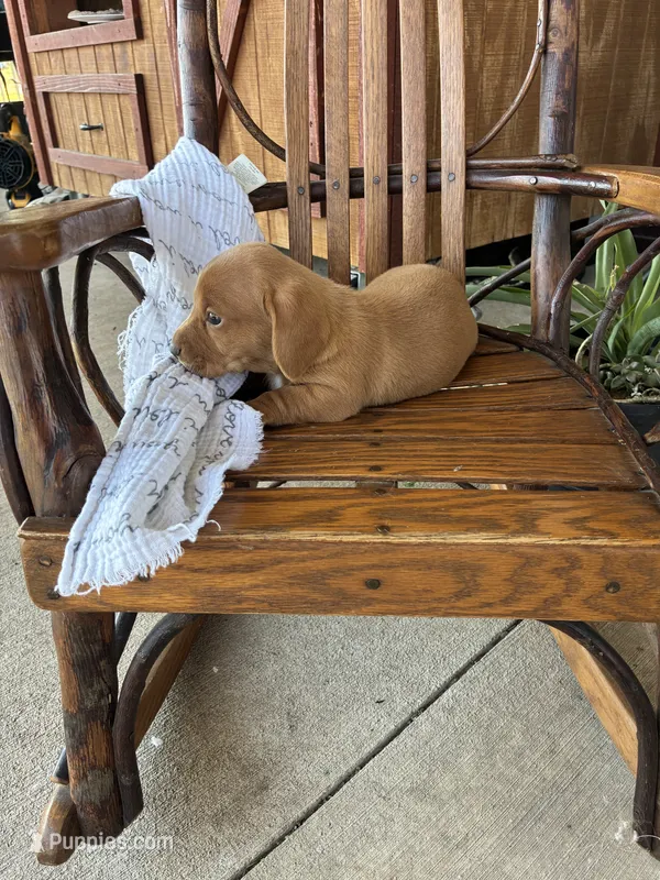 Biscuit  – Dachshund puppy for sale in Fairland, OK