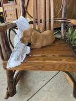 Biscuit , a male Dachshund for sale in Fairland, OK – 1 of 3