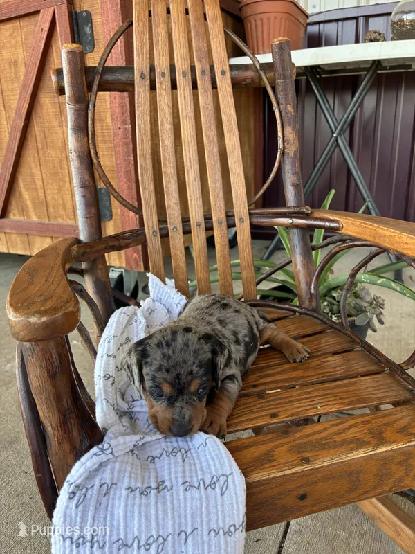 Waffle  – Dachshund puppy for sale in Fairland, OK