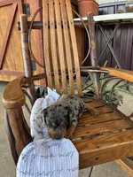 Waffle , a female Dachshund for sale in Fairland, OK – 1 of 2