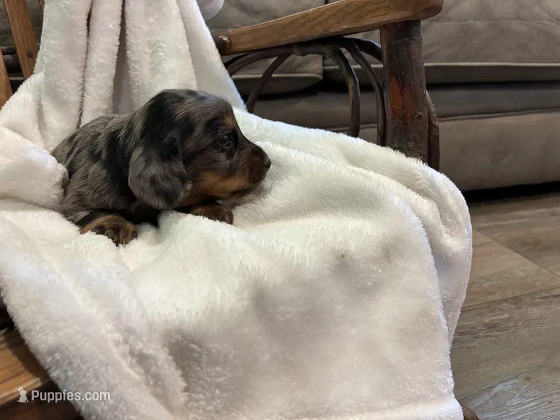 Candy – Miniature Dachshund puppy for sale in Fairland, OK