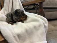 Candy, a female Miniature Dachshund for sale in Fairland, OK – 1 of 2