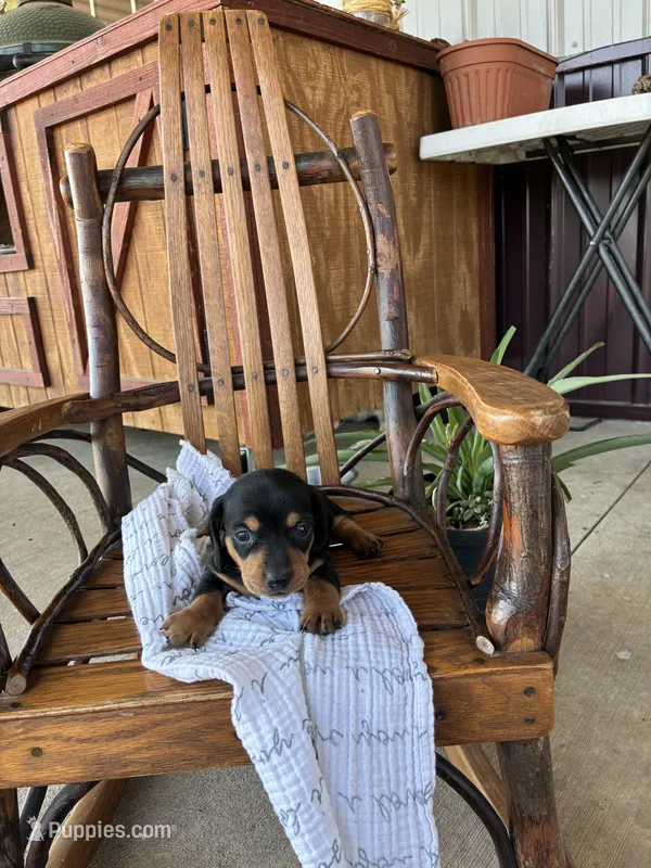 Mocha – Dachshund puppy for sale in Fairland, OK