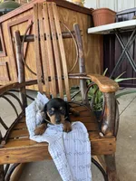 Mocha, a female Dachshund for sale in Fairland, OK – 1 of 2