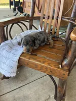 Waffle , a female Dachshund for sale in Fairland, OK – 2 of 2