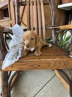 Biscuit , a male Dachshund for sale in Fairland, OK – 2 of 3