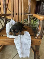 Mocha, a female Dachshund for sale in Fairland, OK – 2 of 2