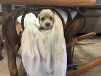 Buddy, a male Miniature Dachshund for sale in Fairland, OK – 2 of 2