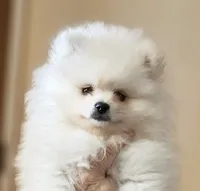 Versacie, a male Pomeranian for sale in Phoenix, AZ – Photo 1 of 9