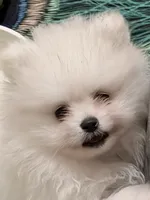 Versacie, a male Pomeranian for sale in Phoenix, AZ – Photo 2 of 9