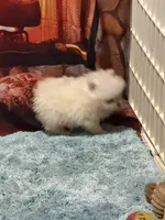 Versacie, a male Pomeranian for sale in Phoenix, AZ – Photo 8 of 9