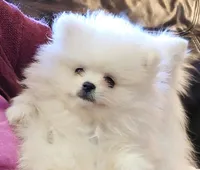 Versacie, a male Pomeranian for sale in Phoenix, AZ – Photo 4 of 9