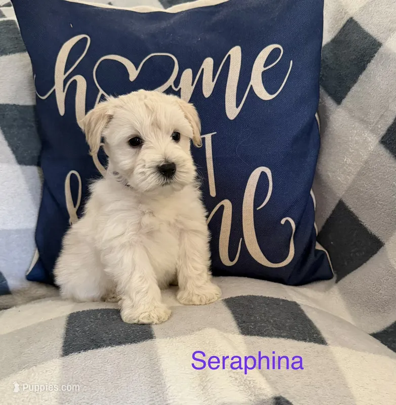 Seraphina – Miniature Schnauzer puppy for sale in Hemet, CA