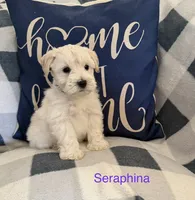 Seraphina AKC LITTER, a female Miniature Schnauzer for sale in Hemet, CA – 1 of 1