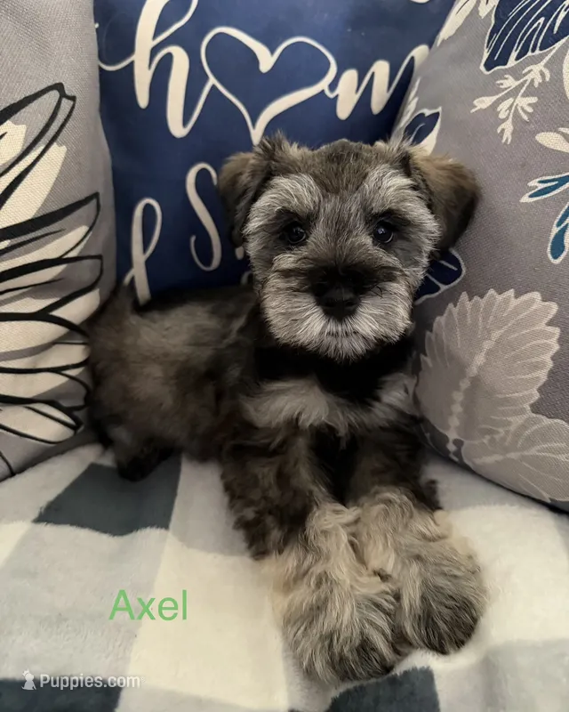 Axel AKC LITTER – Miniature Schnauzer puppy for sale in Hemet, CA