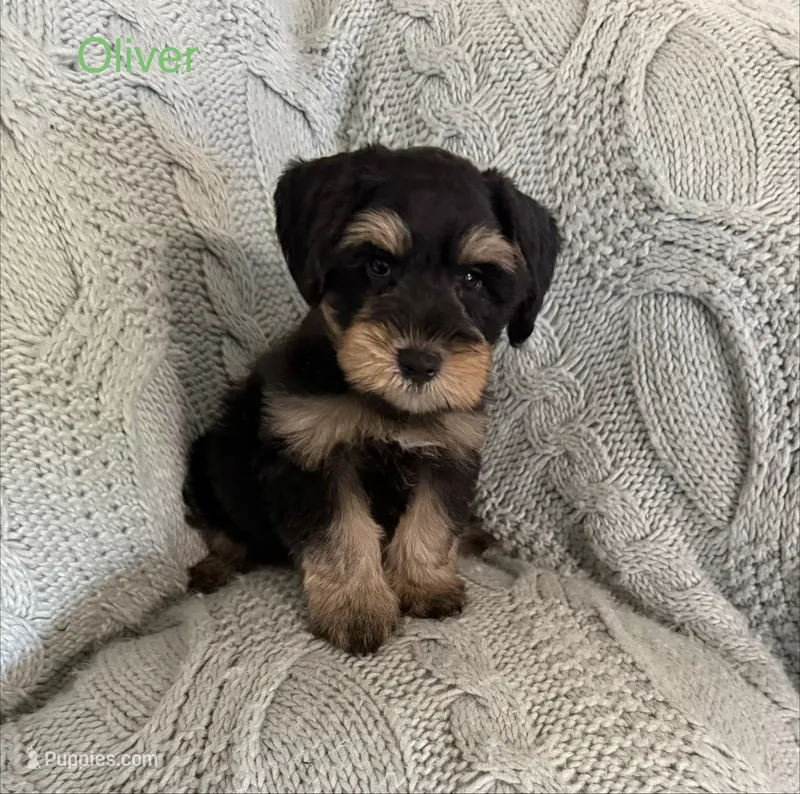 Oliver AKC LITTER – Miniature Schnauzer puppy for sale in Hemet, CA