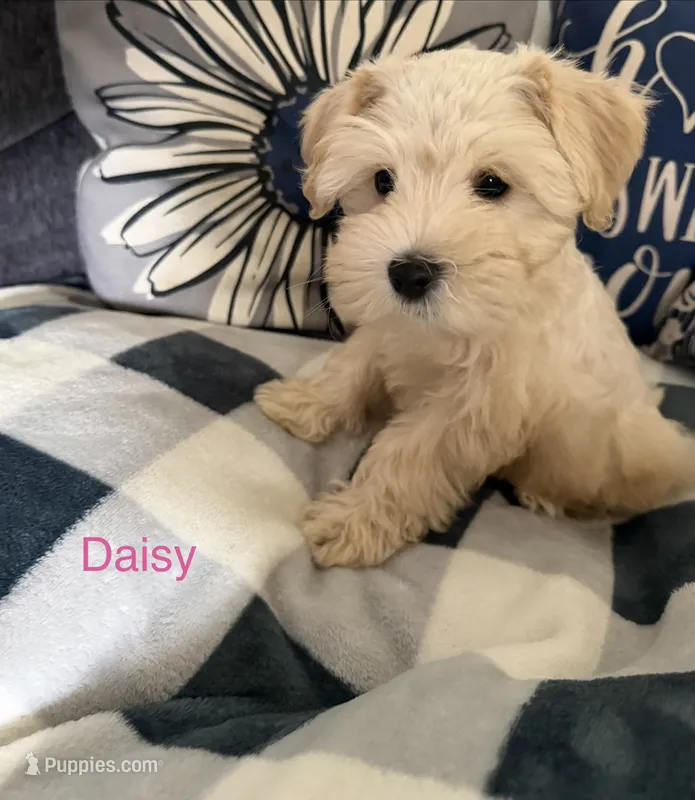 Daisy Doo AKC LITTER  – Miniature Schnauzer puppy for sale in Hemet, CA
