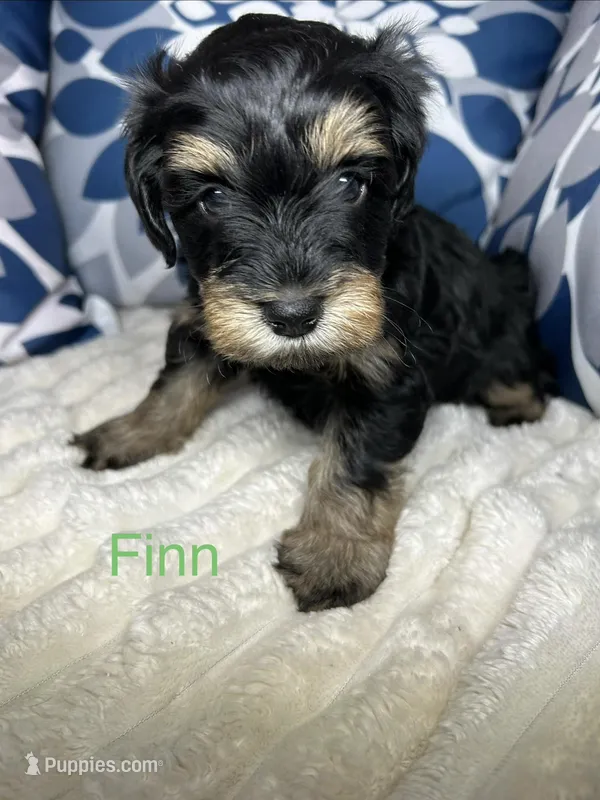 Finn AKC Litter