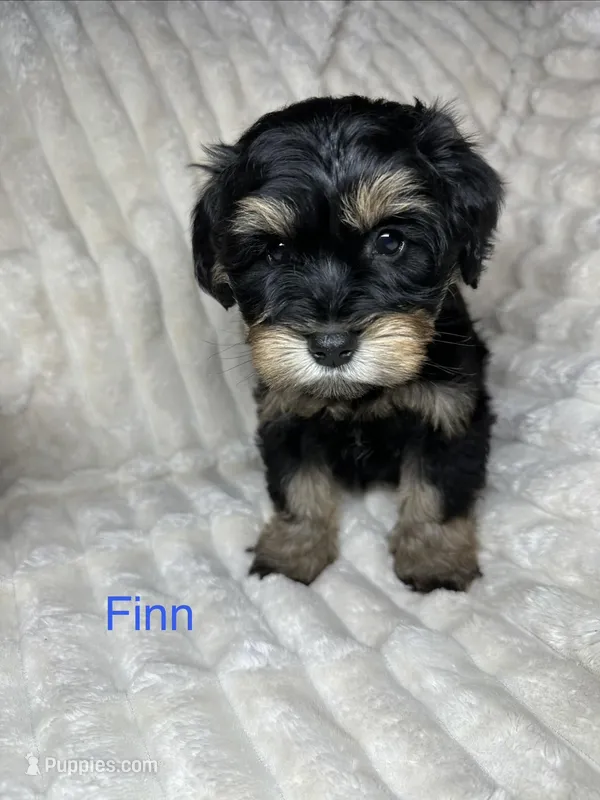Finn AKC Litter