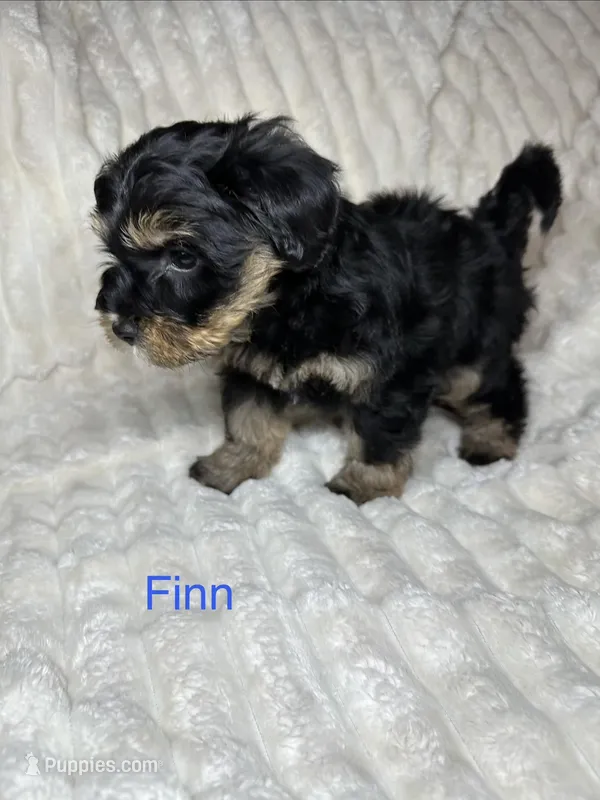 Finn AKC Litter