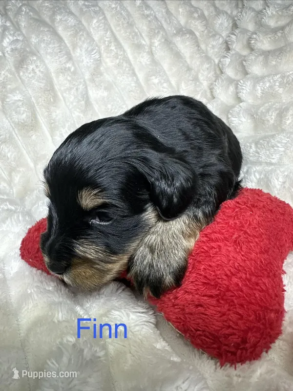 Finn AKC Litter