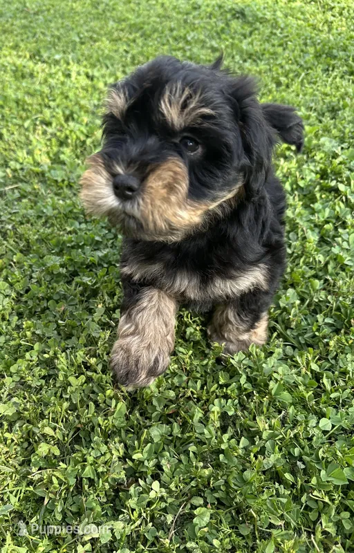 Finn AKC Litter – Miniature Schnauzer puppy for sale in Hemet, CA