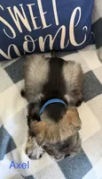 Axel AKC LITTER, a male Miniature Schnauzer for sale in Hemet, CA – 2 of 2