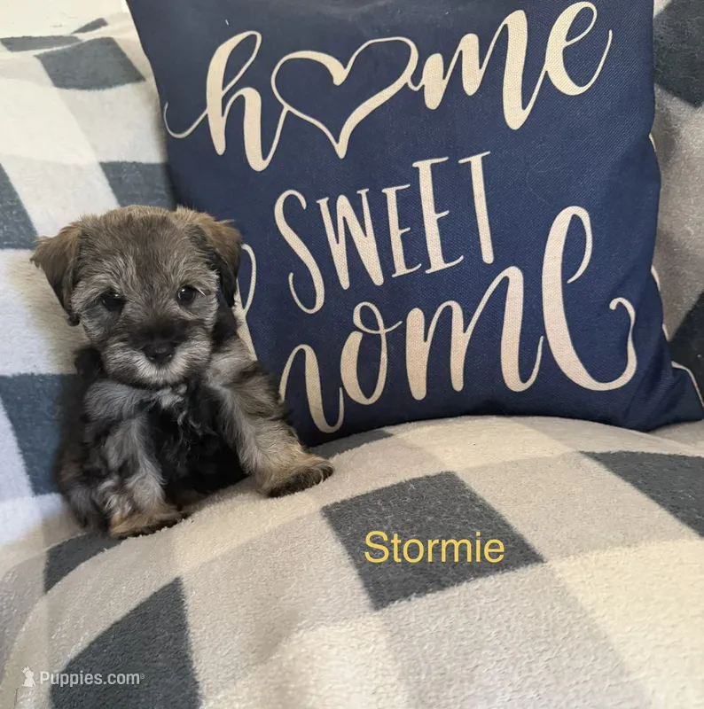 Stormie – Miniature Schnauzer puppy for sale in Hemet, CA