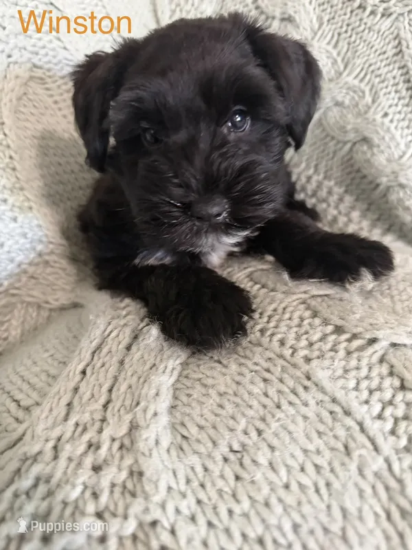 Winston AKC LITTER – Miniature Schnauzer puppy for sale in Hemet, CA