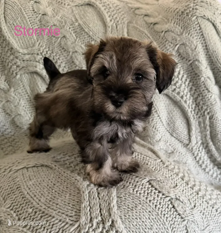 Stormie AKC LITTER – Miniature Schnauzer puppy for sale in Hemet, CA