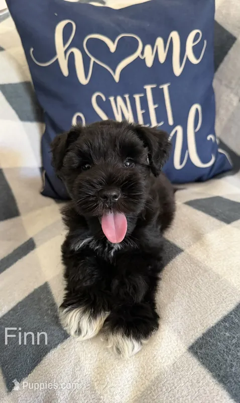 Finn – Miniature Schnauzer puppy for sale in Hemet, CA