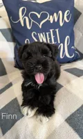 Finn AKC LITTER, a male Miniature Schnauzer for sale in Hemet, CA – 1 of 1