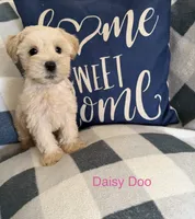 Daisy Doo AKC LITTER , a female Miniature Schnauzer for sale in Hemet, CA – 2 of 2
