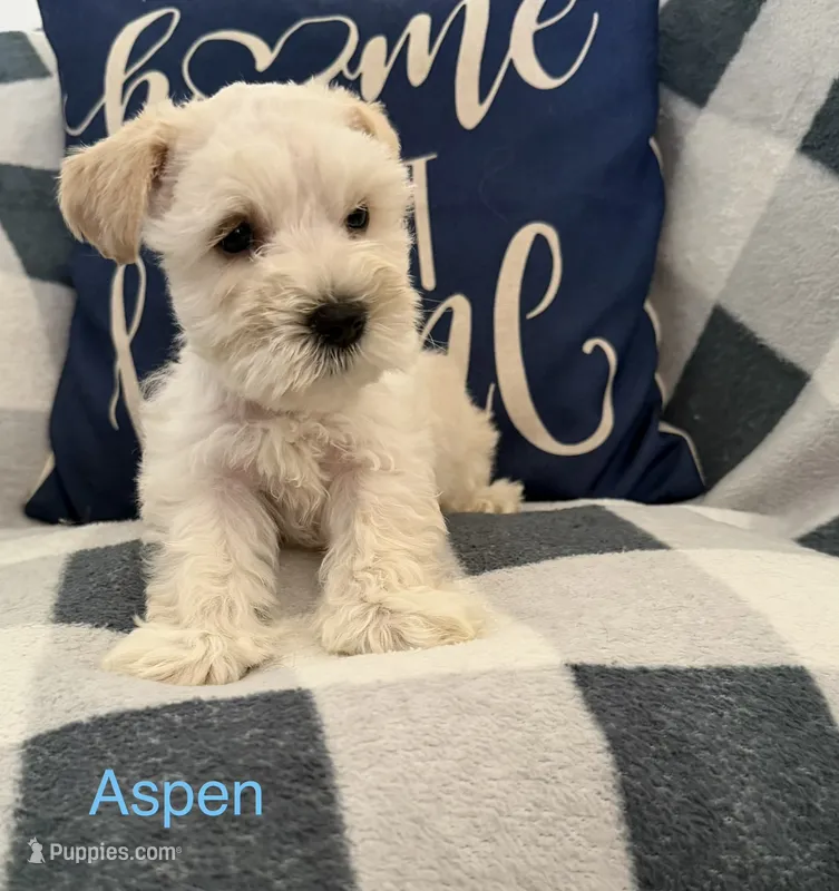 Aspen – Miniature Schnauzer puppy for sale in Hemet, CA