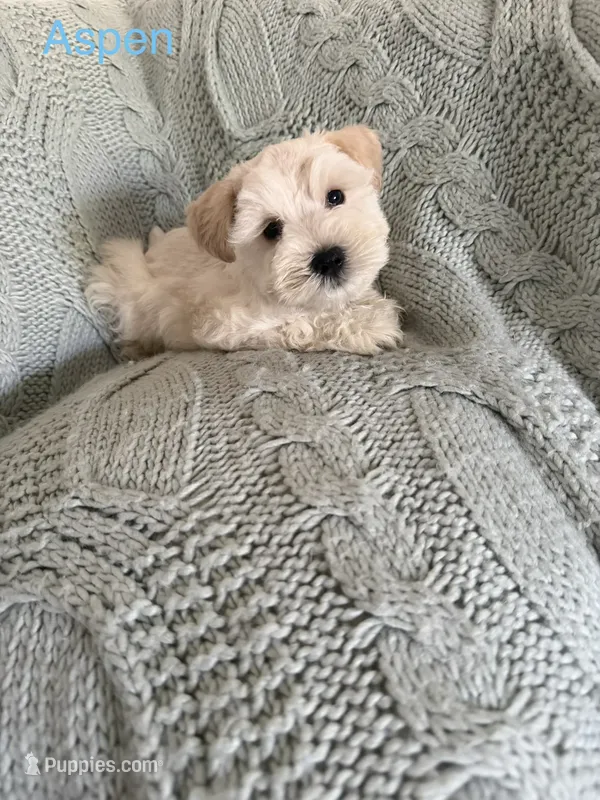 Aspen AKC LITTER – Miniature Schnauzer puppy for sale in Hemet, CA