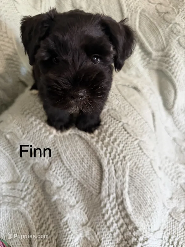 Finn AKC LITTER – Miniature Schnauzer puppy for sale in Hemet, CA