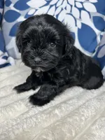 Poppy AKC Litter, a female Miniature Schnauzer for sale in Hemet, CA – Photo 5 of 5