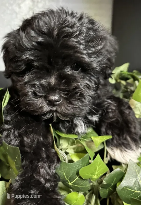 Poppy AKC Litter – Miniature Schnauzer puppy for sale in Hemet, CA