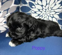 Poppy AKC Litter, a female Miniature Schnauzer for sale in Hemet, CA – Photo 4 of 5