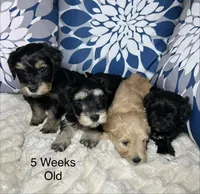 Poppy AKC Litter, a female Miniature Schnauzer for sale in Hemet, CA – Photo 3 of 5