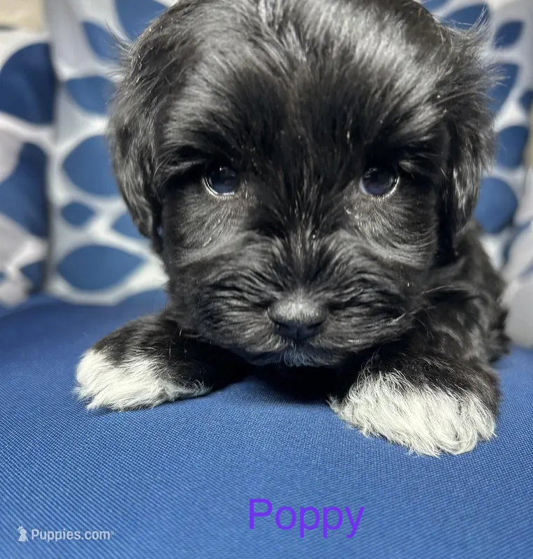 Poppy AKC Litter